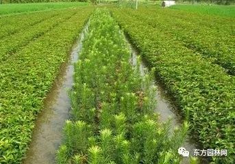 新种植的苗木为什么没活