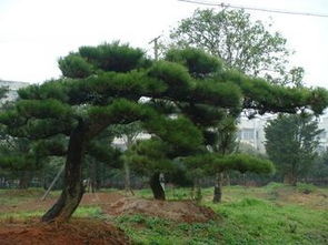 黑松苗木种植基地