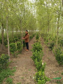 江苏省沭阳县李想绿化苗木园艺场