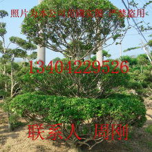 苏州市光福镇香雪海梅花桂花苗圃苗木基地 供应产品