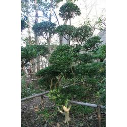 绿化苗圃批发 绿化苗圃供应 绿化苗圃厂家 