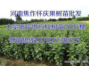 濮阳晚秋黄梨苗,安阳晚秋黄梨苗,鹤壁晚秋黄梨苗