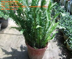 万亩基地种植各类苗木 各类苗木 半岛苗木园艺绿化