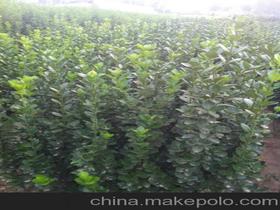 青州市晓敏花卉苗木专业合作社15866569681 企业库 