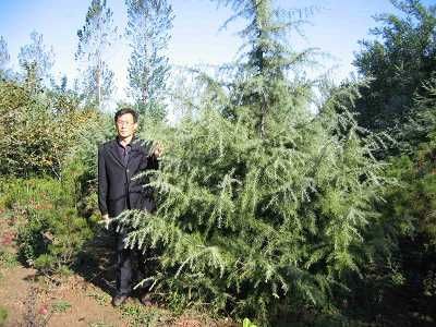 山西绛县雪松苗木基地