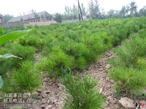 白皮松小苗 山西省绛县天天苗圃苗木基地