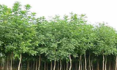 太岳山林区白蜡育苗技术