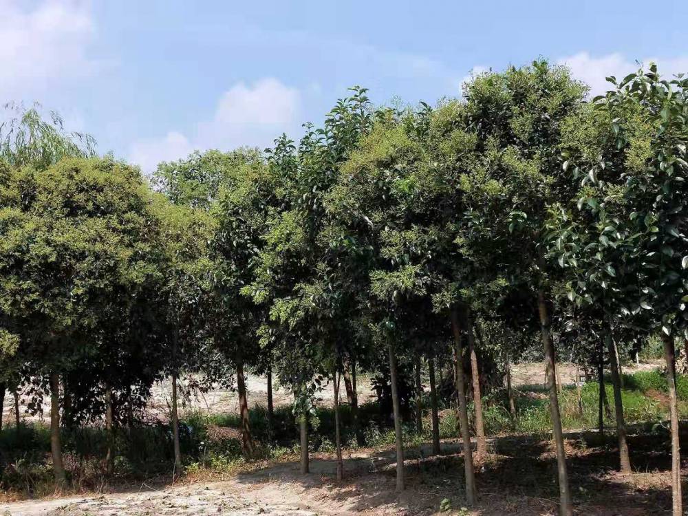 东台7公分大叶女贞苗东台新街7cm大叶女贞苗木价格