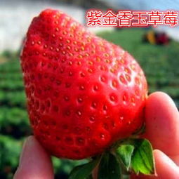 秦皇岛市新闻报道 照香草莓苗厂家 果树苗行情