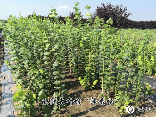 喜讯 抬头园林荣获泰安苗木交易会 产品金奖