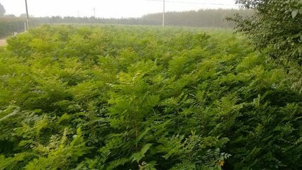 国槐苗、白腊苗、国槐小苗、栾树苗、榆树苗、北栾苗、法桐苗等苗木图片