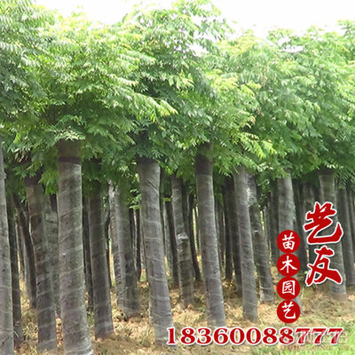 【桂之苑基地供应栾树南栾北栾批发小苗大量供应绿化行道树】沭阳县艺友苗木园艺场 - 产品库
