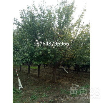 【白皮松,华山松,雪松--山东泰安鑫波苗木基地】-