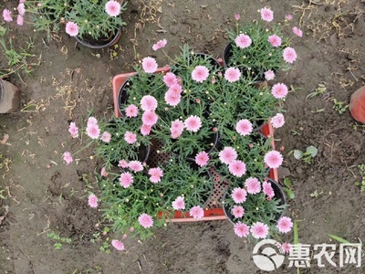 其它苗木 玛格丽特花出售 玛格丽特工程苗基地直销 私聊报价