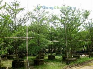 批发水石榕-低价水石榕-苗木水石榕-供应水石榕-广东/福建水石榕_农副产品_世界工厂网中国产品信息库