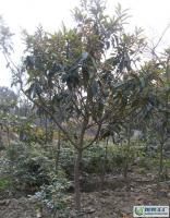 梁志卫花木基地大量供应广玉兰[供应]_绿化苗木_世界工厂网中国产品信息库