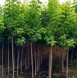 山东青州金叶复叶槭苗木种植基地