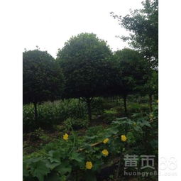 【桂花树绿化苗木基地,成都桂花行道树】- 