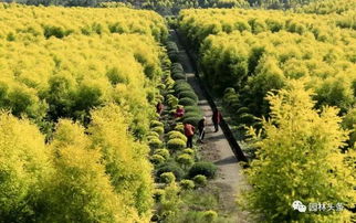 苗木人应当转变的9个重要思路