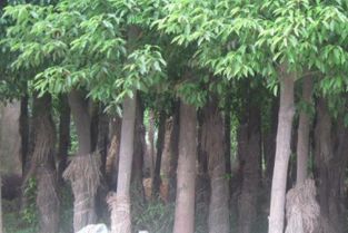 湖北香樟厂家基地种植直销技术