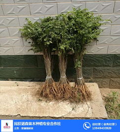 民权诺森苗木种植专业合作社